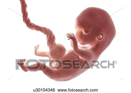 Stock Photograph - Human embryo, 8 weeks, illustration. Fotosearch