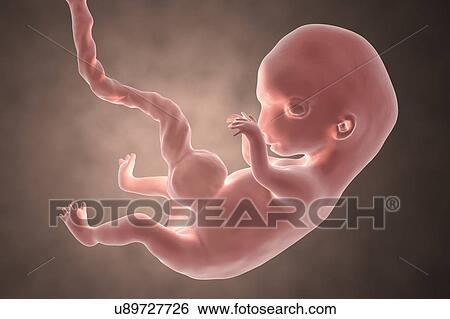 Stock Photograph - Human embryo, 8 weeks, illustration. Fotosearch