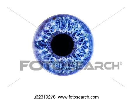 Stock Photo - Human eye showing close-up of blue iris and pupil. The iris, a coloured muscular ring, regulates the amount of light that enters the eye through the pupil. Fotosearch