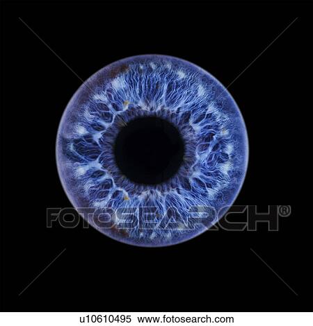 Human eye showing close-up of blue iris and pupil. The iris, a coloured muscular ring, regulates the amount of light that enters the eye through the pupil View Large Photo Image Stock Photography - Human eye showing close-up of blue iris and pupil. The iris, a coloured muscular ring, regulates the amount of light that enters the eye through the pupil. Fotosearch
