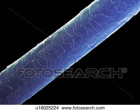 Picture - Human hair (Caucasian, brunette), coloured scanning electron micrograph (SEM). The outer layer of hair (the cuticle) has overlapping scales of keratin. These scales are thought to prevent hairs from matting together. Hair is made up of a fibrous.... Fotosearch