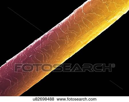 Stock Photo - Human hair (Caucasian, brunette), coloured scanning electron micrograph (SEM). The outer layer of hair (the cuticle) has overlapping scales of keratin. These scales are thought to prevent hairs from matting together. Hair is made up of a fibrous.... Fotosearch