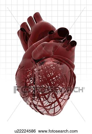 Human heart against a grid background, illustration. View Large Photo Image Stock Photograph - Human heart against a grid background, illustration.. Fotosearch