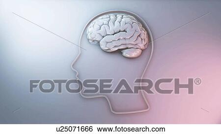 Human intelligence and creativity, conceptual illustration. View Large Photo Image Stock Photograph - Human intelligence and creativity, conceptual illustration.. Fotosearch
