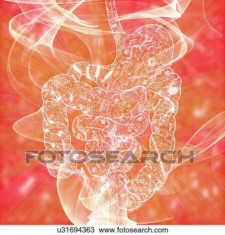 Stock Image - Human intestinal biomes, illustration. Fotosearch