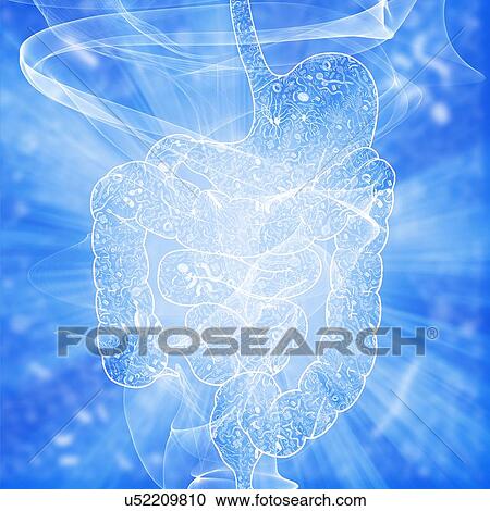 Stock Image - Human intestinal biomes, illustration. Fotosearch