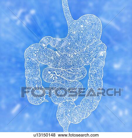 Stock Photo - Human intestinal biomes, illustration. Fotosearch