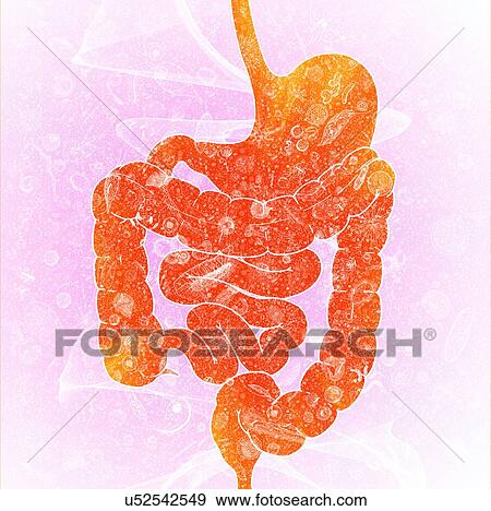 Stock Photo - Human intestinal biomes, illustration. Fotosearch