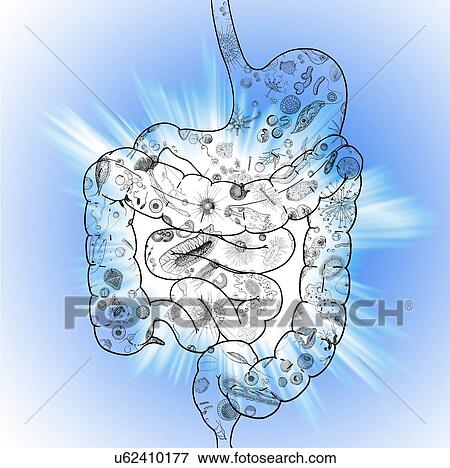 Stock Photo - Human intestinal biomes, illustration. Fotosearch