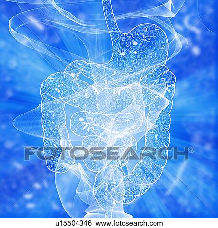 Stock Photograph - Human intestinal biomes, illustration. Fotosearch