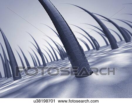 Human scalp, illustration View Large Photo Image Stock Image - Human scalp, illustration. Fotosearch