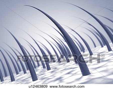 Human scalp, illustration View Large Photo Image Stock Photo - Human scalp, illustration. Fotosearch