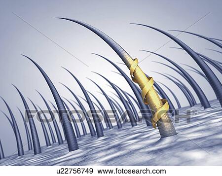 Human scalp, illustration View Large Photo Image Stock Photo - Human scalp, illustration. Fotosearch