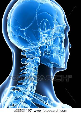 Human skull, computer artwork., artwork View Large Photo Image Stock Photo - Human skull, computer artwork., artwork. Fotosearch