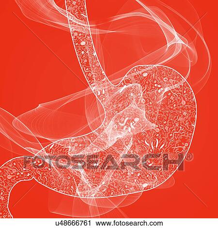 Stock Image - Human stomach biomes, illustration. Fotosearch