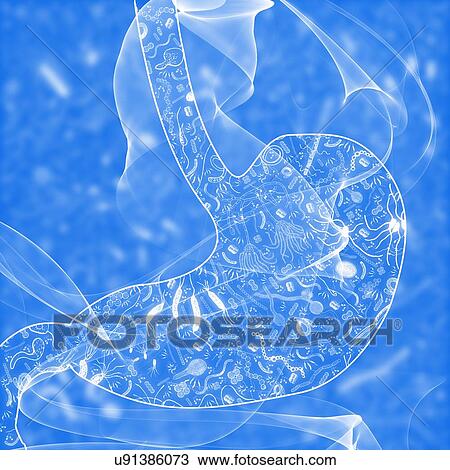 Stock Image - Human stomach biomes, illustration. Fotosearch