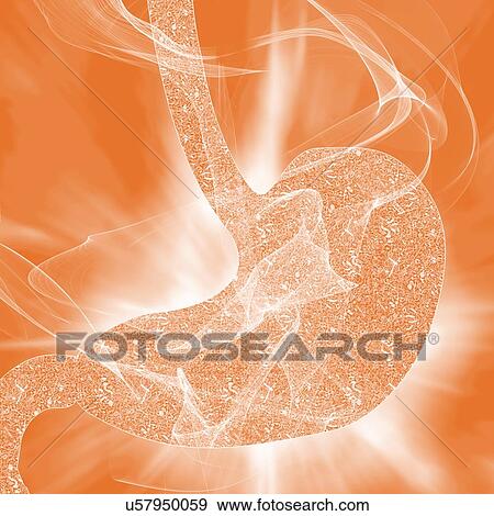 Human stomach biomes, illustration View Large Photo Image Stock Photo - Human stomach biomes, illustration. Fotosearch