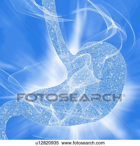 Stock Photography - Human stomach biomes, illustration. Fotosearch