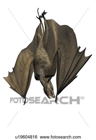 Icaronycteris against a white background, illustration. View Large Photo Image Stock Photograph - Icaronycteris against a white background, illustration.. Fotosearch