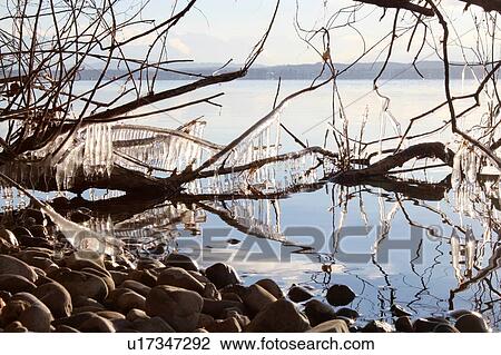 Stock Image - Icicles on bare branch, Lake Starnberg, Bavaria, Germany. Fotosearch