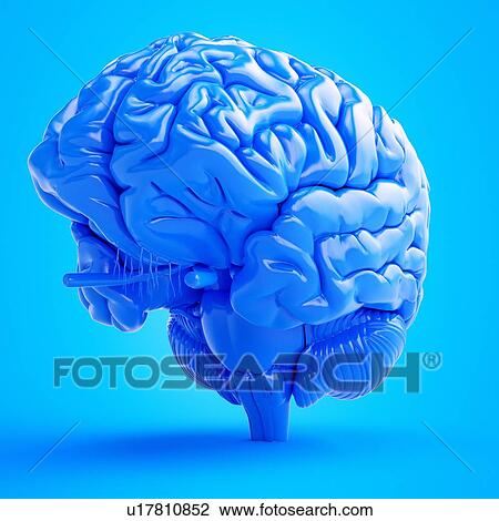 Stock Image - Illustration of a blue brain. Fotosearch