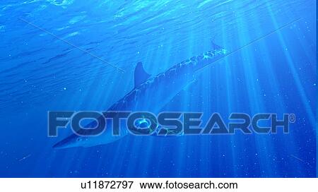 Illustration of a blue shark View Large Photo Image Stock Photo - Illustration of a blue shark. Fotosearch