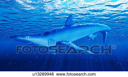 Stock Photo - Illustration of a blue shark. Fotosearch