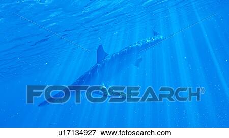 Illustration of a blue shark View Large Photo Image Stock Photo - Illustration of a blue shark. Fotosearch