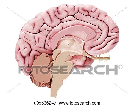 Stock Photo - Illustration of a brain cross-section. Fotosearch