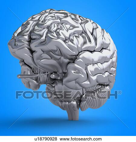 Stock Photo - Illustration of a brain. Fotosearch