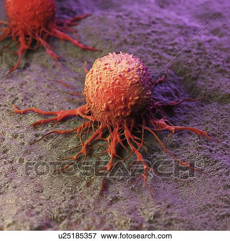 Stock Photo - Illustration of a cancer cell. Fotosearch