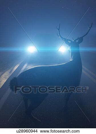 Illustration of a deer in front of a car View Large Photo Image Picture - Illustration of a deer in front of a car. Fotosearch
