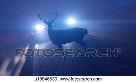 Illustration of a deer in front of a car View Large Photo Image Stock Image - Illustration of a deer in front of a car. Fotosearch