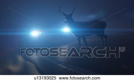 Illustration of a deer in front of a car View Large Photo Image Stock Photography - Illustration of a deer in front of a car. Fotosearch