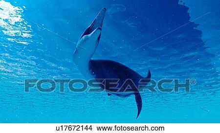 Picture - Illustration of a dolichorhynchops. Fotosearch