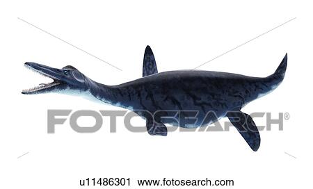 Stock Image - Illustration of a dolichorhynchops. Fotosearch