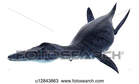 Stock Image - Illustration of a dolichorhynchops. Fotosearch