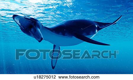 Stock Image - Illustration of a dolichorhynchops. Fotosearch