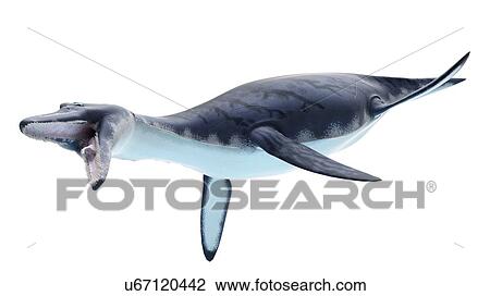Stock Image - Illustration of a dolichorhynchops. Fotosearch