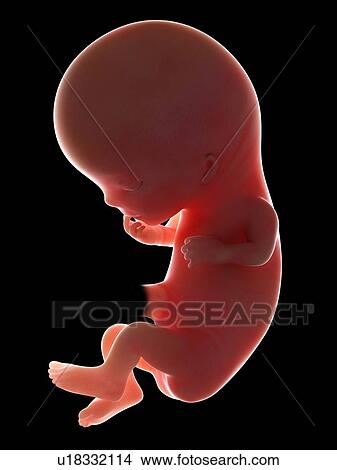 Illustration of a fetus at week 11 View Large Photo Image Picture - Illustration of a fetus at week 11. Fotosearch
