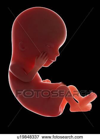 Illustration of a fetus at week 12 View Large Photo Image Stock Photo - Illustration of a fetus at week 12. Fotosearch