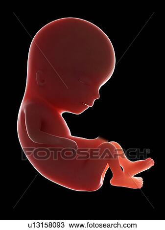 Stock Image - Illustration of a fetus at week 13. Fotosearch