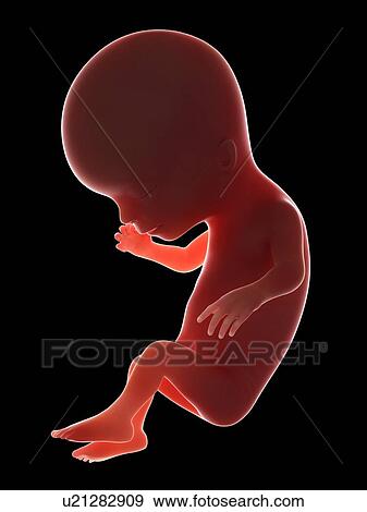 Stock Photo - Illustration of a fetus at week 14. Fotosearch