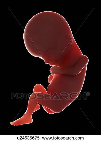 Illustration of a fetus at week 15 View Large Photo Image Stock Photography - Illustration of a fetus at week 15. Fotosearch