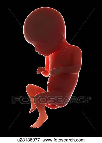 Stock Photo - Illustration of a fetus at week 16. Fotosearch