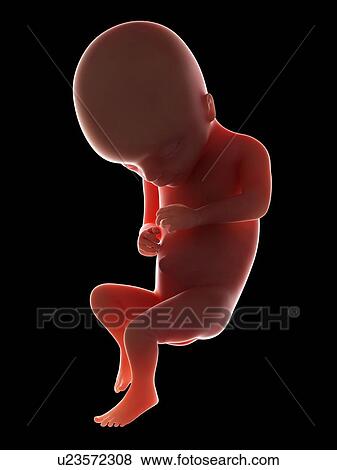 Illustration of a fetus at week 17 View Large Photo Image Stock Photo - Illustration of a fetus at week 17. Fotosearch