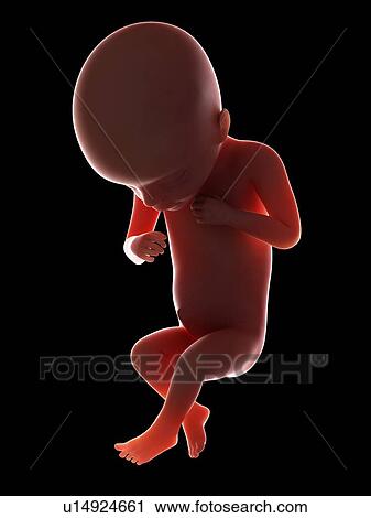 Illustration of a fetus at week 18 View Large Photo Image Stock Image - Illustration of a fetus at week 18. Fotosearch