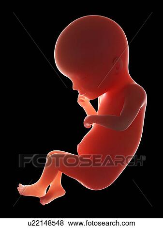 Illustration of a fetus at week 19 View Large Photo Image Stock Photo - Illustration of a fetus at week 19. Fotosearch