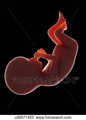 Illustration of a fetus at week 20 View Large Photo Image Stock Image - Illustration of a fetus at week 20. Fotosearch