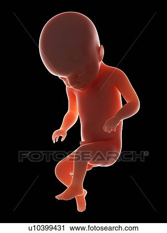 Illustration of a fetus at week 22 View Large Photo Image Stock Image - Illustration of a fetus at week 22. Fotosearch